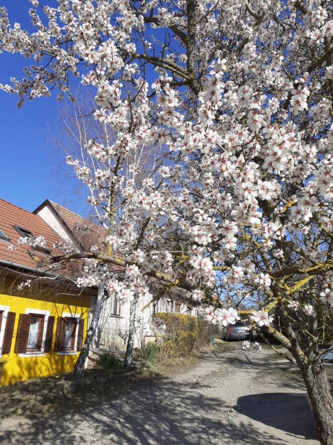 Eva Vendeghaz Villa Tata Buitenkant foto